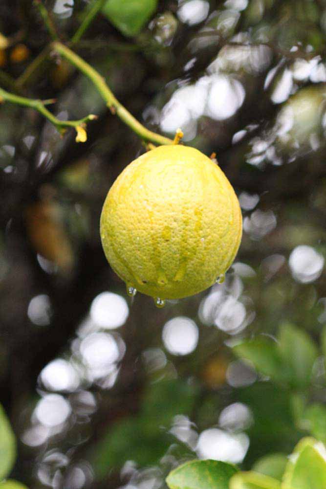            Fruit (Riverside, CA)   